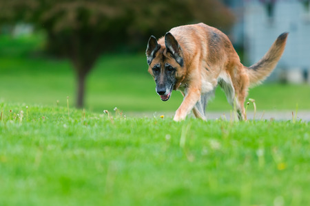 Old purebred German Shepherd Dog outside in grass. Summertime.の写真素材