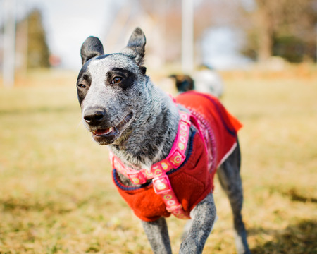 Adorable Blue Heeler puppy wearing harness and red sweater pet portrait.の写真素材