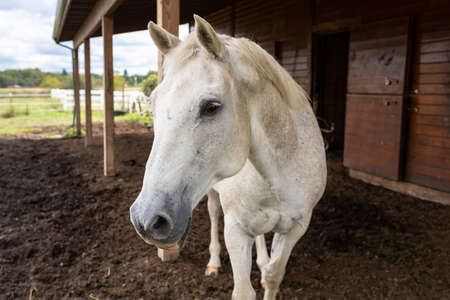 One white dapple quarter horse curiously  approaches outside by barnの写真素材