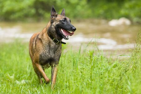 Playful happy wet Belgian Malinois shepherd dog running outside in grassy meadow by creek.の写真素材