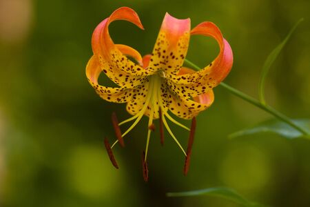 Wild beautiful orange tiger lily outside in nature.の写真素材