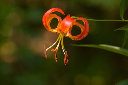 Wild beautiful orange tiger lily outside in nature.の写真素材