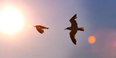 Two great black-backed gulls are silhouetted against vibrant sunset sky with lens flareの写真素材