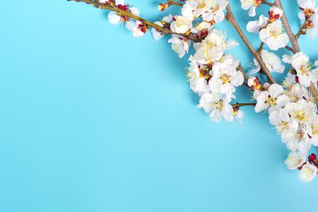 Sprigs of the apricot tree with flowers on blue background. Place for text. The concept of spring came, happy easter, mother's day. Top view. Flat lay.の写真素材