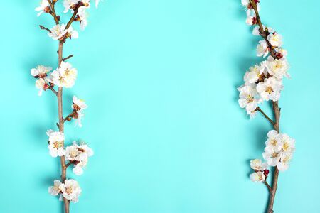 Sprigs of the apricot tree with flowers on blue background. Place for text. The concept of spring came, happy easter, mother's day. Top view. Flat lay.の写真素材