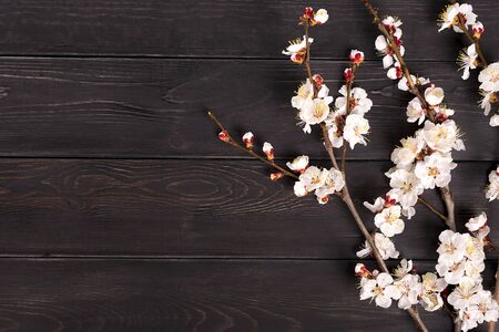 Sprigs of the apricot tree with flowers on wooden background. Place for text. The concept of spring came, happy easter, mothers day. Top view. Flat lay.の写真素材