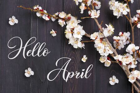 Sprigs of the apricot tree with flowers on wooden background. Text. The concept of spring came. Top view. Flat lay.の写真素材