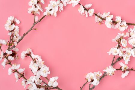 Sprigs of the apricot tree with flowers on yellow background. Place for text. The concept of spring came, mother's day, 8 march. Top view. Flat lay Hello march, april, may.の写真素材