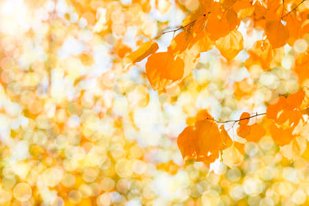 Autumn branch with beech leaves decorate beautiful nature bokeh background copy space Place for text...