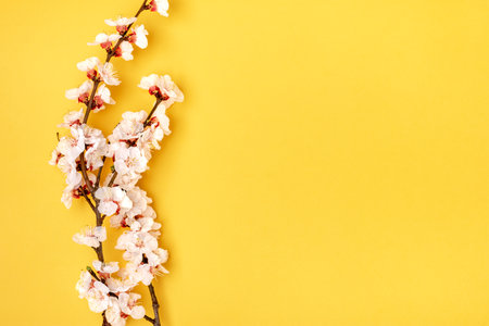 Sprigs of the apricot tree with flowers on yellow background. Place for text The concept of spring came, mother's day, 8 march Top view Flat lay Hello march, april, may.の写真素材