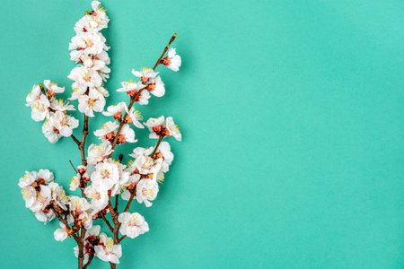 Sprigs of the apricot tree with flowers on blue background. Place for text The concept of spring...
