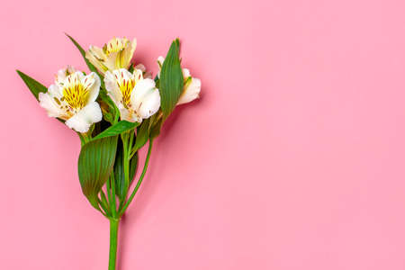 bouquet of alstroemeria flowers isolated on white background Top view Flat lay Floral holiday card 8 March, Happy Valentines day, Mothers day, Spring concept Mock upの写真素材