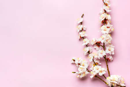 Sprigs of the apricot tree with flowers on pink background. Place for text. The concept of spring came, mother's day, 8 march Top view. Flat lay Hello march, april, may.の写真素材
