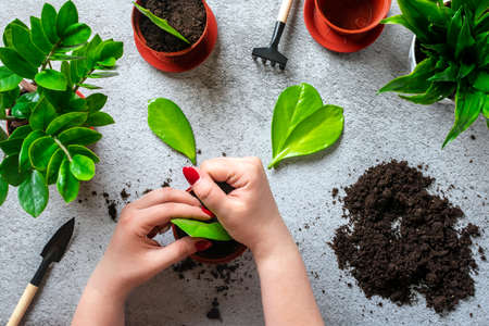 Woman's hands prepares plant for planting on concrete table Method of propagation by leaves of...