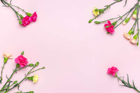 bouquet of pink carnation flower isolated on pink background Top view Flat lay Holiday card 8 March,...