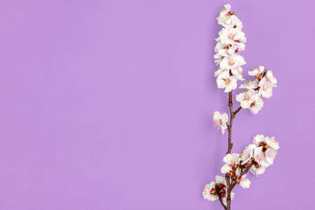 Sprigs of apricot tree with flowers isolated on purple background Place for text Concept of spring...