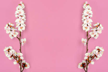 Sprigs of apricot tree with flowers isolated on pink background Place for text Concept of spring...