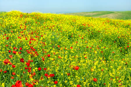 field of red poppy flowers and yellow rapeseed on sunny day Sping came concept Hello March, April,...
