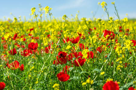 Field of red poppies and yellow flowers on a sunny dayの写真素材