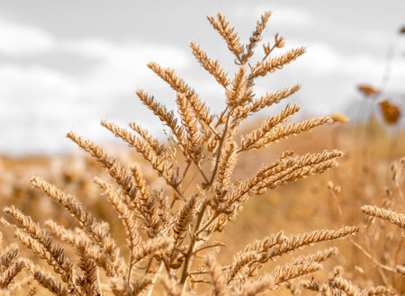 field with wild dried grass, flower and spikelets beige close up on blurred background Wilted nature and trend concept Autumn season.の写真素材