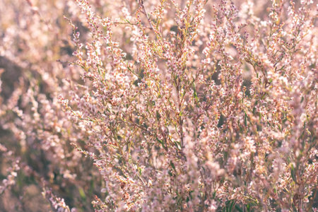 field with wild dried grass, flower and spikelets beige close up on blurred background Wilted nature and trend concept Autumn season.の写真素材