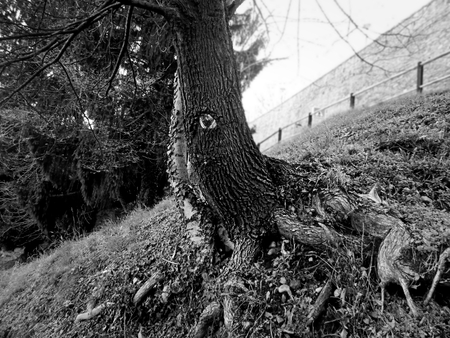 Roots