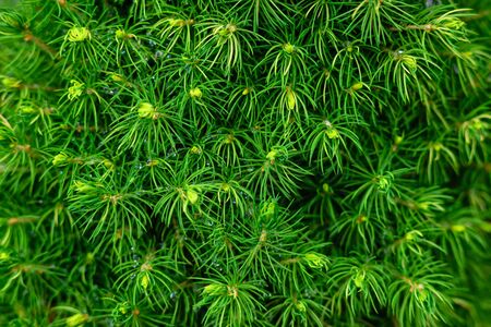 Canadian spruce needles. Coniferous dwarf tree Konica. Sharp needles of spruceの写真素材