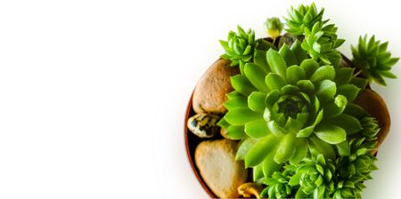 Macro of the succulent. Meaty juicy green succulent petals on white backgroundの写真素材