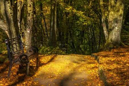Autumn landscape in the forest. The sun's rays break through the leaves of the trees in the forest. One thousand steps, Nalchik, Dolinsk, Kabardino-Balkaria. Beautiful wrought iron bench in the Parkの写真素材