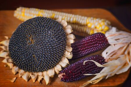 Sunflower head with white and purple corn.の写真素材