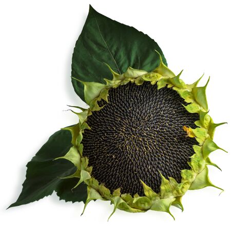 Ripe sunflower on white isolated background. Place for text.の写真素材
