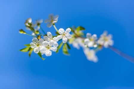 It's spring. Cherry blossoms against the blue sky. Abstract blurred background. Beautiful nature...