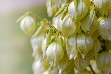 Beautiful Yucca palm flowers. Holiday card with Yucca flowers for the eighth of Marchの写真素材