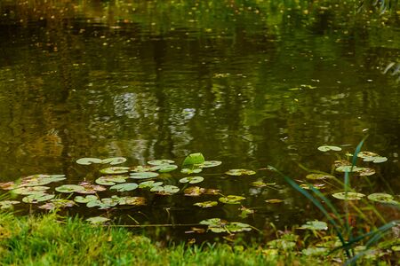Leaves of water lilies on the water. Reflection of foliageの写真素材