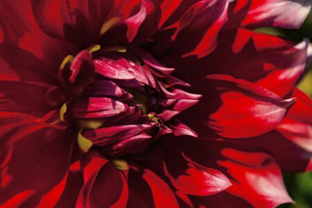 Delicate Dahlia petals in sunlight, close-up image.の写真素材