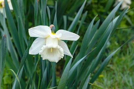Daffodils Are White. Spring flowering of daffodils in the gardenの写真素材