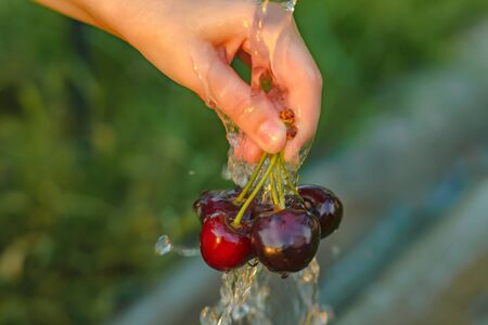 In the hand of a child a few cherries under a stream of water. The setting sun illuminates the...