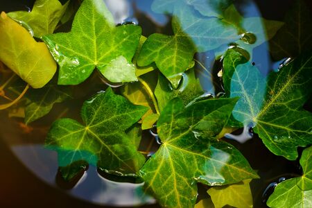 Green ivy leaves in the water. Flowers in the water. Water glistens on a dark backgroundの写真素材