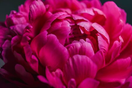 Beautiful large pink peony petals close up on a dark backgroundの写真素材