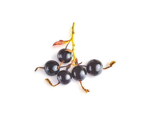 Black currant on a white isolated backgroundの写真素材