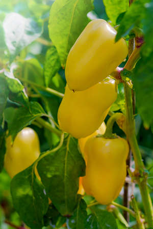 Yellow sweet pepper in the gardenの写真素材