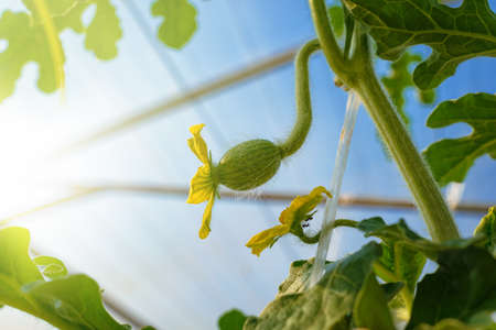 Male and female watermelon flower on a branch. Watermelon blooms in the greenhouseの写真素材