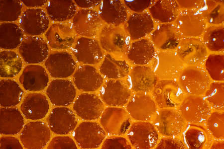 Amber sweet honey in honeycomb. Transparent honey flows down the honeycomb.の写真素材