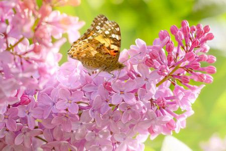 Blooming lilac bush in the garden. The butterfly sits on delicate lilac flowers.の写真素材