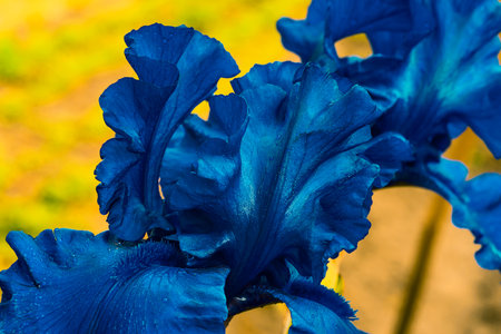 Blue iris leaves. A beautiful flower. Blooming cockerel close-up