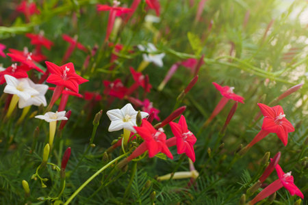 Ipomoea Quamoclit Cypress Vine. Tropical plant in the form of a scarlet starの写真素材