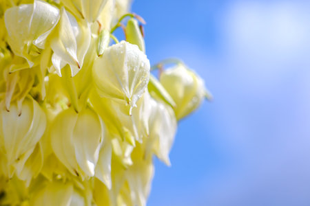 Beautiful yucca palm flowers in the morning sunの写真素材