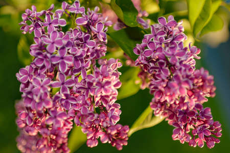 A blooming lilac bush in the garden. Spring landscape with flowersの写真素材