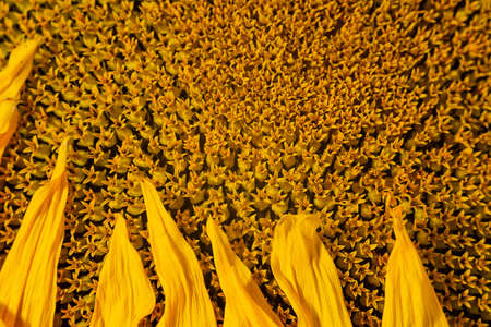 Sunflower close-up. A bright yellow sunflower is illuminated by sunlight.の写真素材