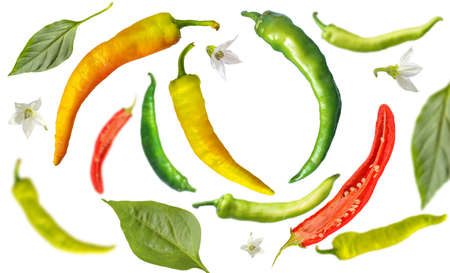 Falling green and yellow chili peppers with flowers and leaves on a white backgroundの写真素材
